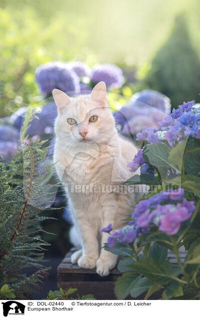 Europisch Kurzhaar / European Shorthair / DOL-02440