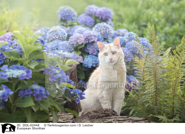 European Shorthair / DOL-02448