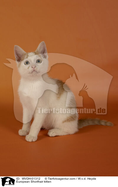 Europisch Kurzhaar Ktzchen / European Shorthair kitten / WVDH-01312