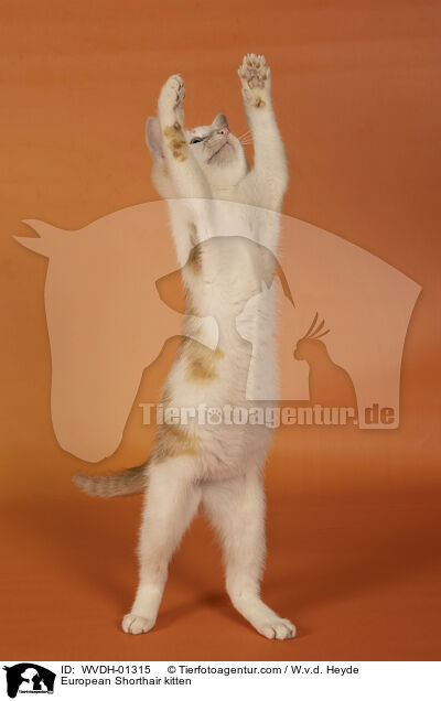 Europisch Kurzhaar Ktzchen / European Shorthair kitten / WVDH-01315