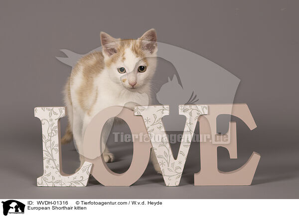 Europisch Kurzhaar Ktzchen / European Shorthair kitten / WVDH-01316