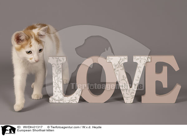 Europisch Kurzhaar Ktzchen / European Shorthair kitten / WVDH-01317