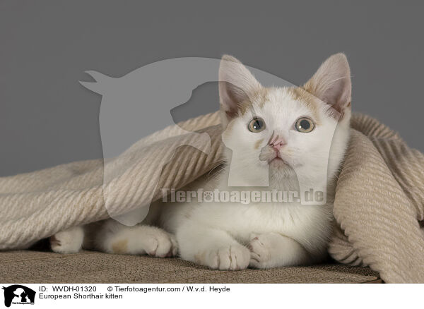Europisch Kurzhaar Ktzchen / European Shorthair kitten / WVDH-01320