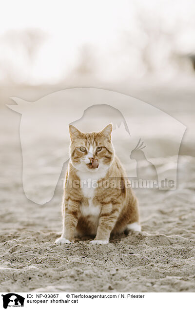 Europisch Kurzhaar / european shorthair cat / NP-03867
