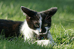 lying european shorthair