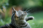 european shorthair portrait