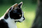 european shorthair portrait