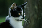 european shorthair portrait