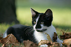 lying european shorthair