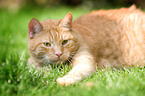 lying domestic cat