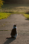 sitting cat