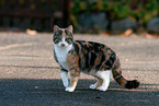 cat