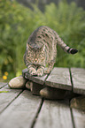 European Shorthair is sharping talons