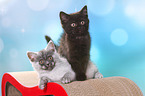 2 European Shorthair Kitten