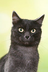 European Shorthair tomcat portrait