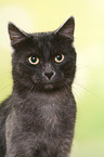 European Shorthair tomcat portrait