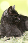 lying European Shorthair tomcat