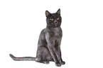 sitting European Shorthair tomcat