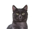 European Shorthair tomcat portrait