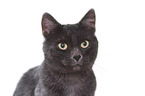 European Shorthair tomcat portrait