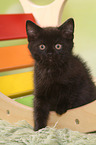 sitting European Shorthair Kitten