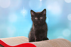 sitting European Shorthair Kitten