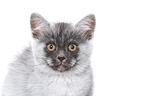 European Shorthair Kitten Portrait