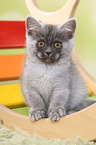 sitting European Shorthair Kitten