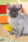 sitting European Shorthair Kitten
