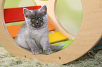 sitting European Shorthair Kitten