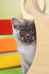European Shorthair Kitten Portrait