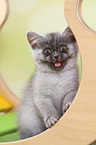 mewing European Shorthair Kitten