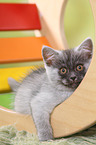 lying European Shorthair Kitten