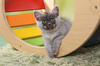 lying European Shorthair Kitten