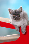 lying European Shorthair Kitten