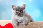 lying European Shorthair Kitten