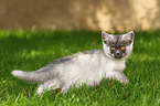 walking European Shorthair Kitten