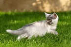 walking European Shorthair Kitten