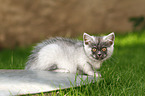 lying European Shorthair Kitten