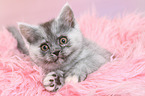 lying European Shorthair Kitten