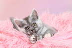 lying European Shorthair Kitten