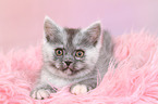 lying European Shorthair Kitten