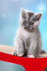 sitting European Shorthair Kitten