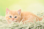 lying European Shorthair Kitten