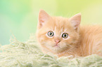 lying European Shorthair Kitten