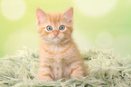 sitting European Shorthair Kitten