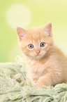 sitting European Shorthair Kitten