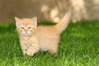 walking European Shorthair Kitten