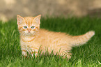 European Shorthair Kitten