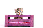 European Shorthair Kitten